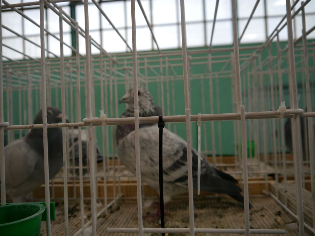 Wystawa Kocian 2017